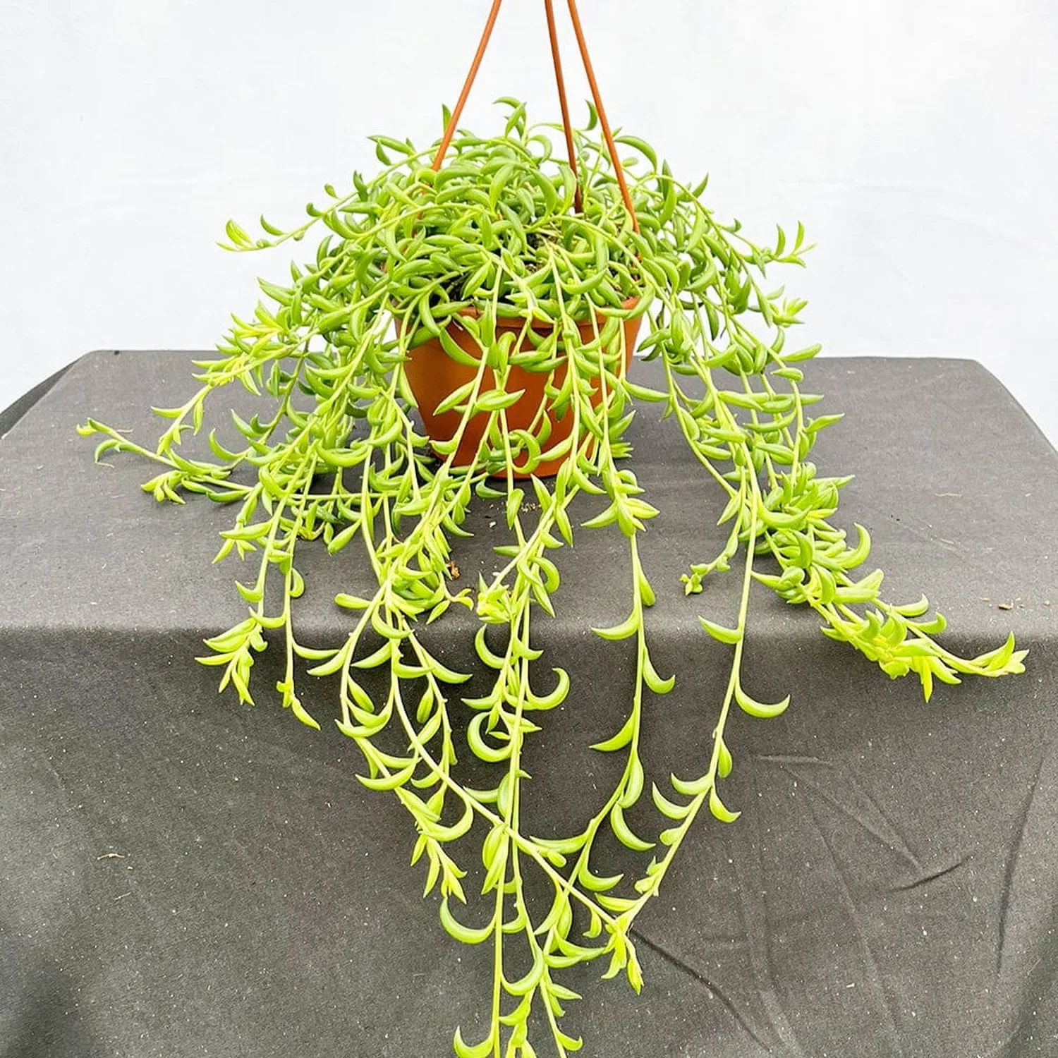 20 - 30cm Senecio String of Bananas 12cm Hanging Pot House Plant