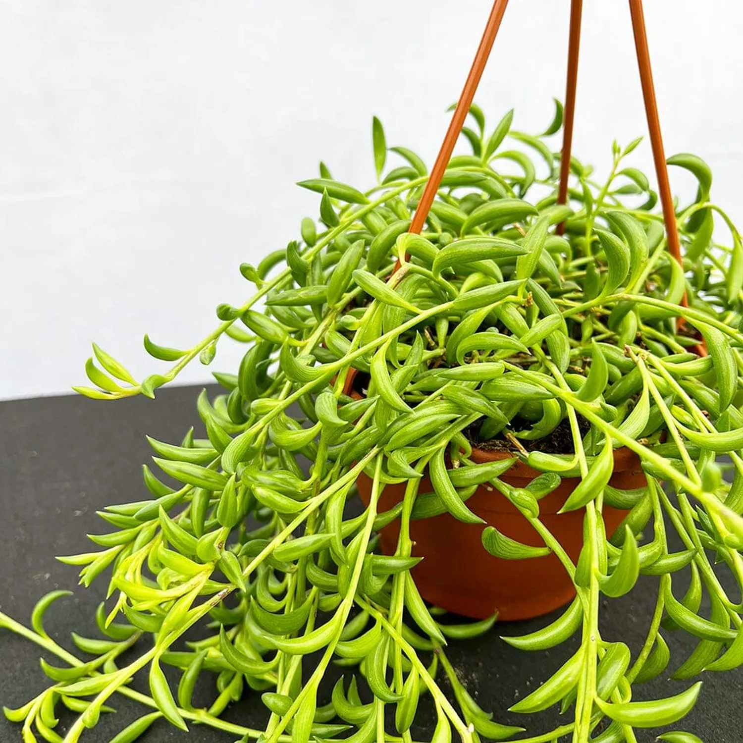 20 - 30cm Senecio String of Bananas 12cm Hanging Pot House Plant