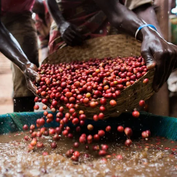 AA Wanjengi Farmers - Muranga