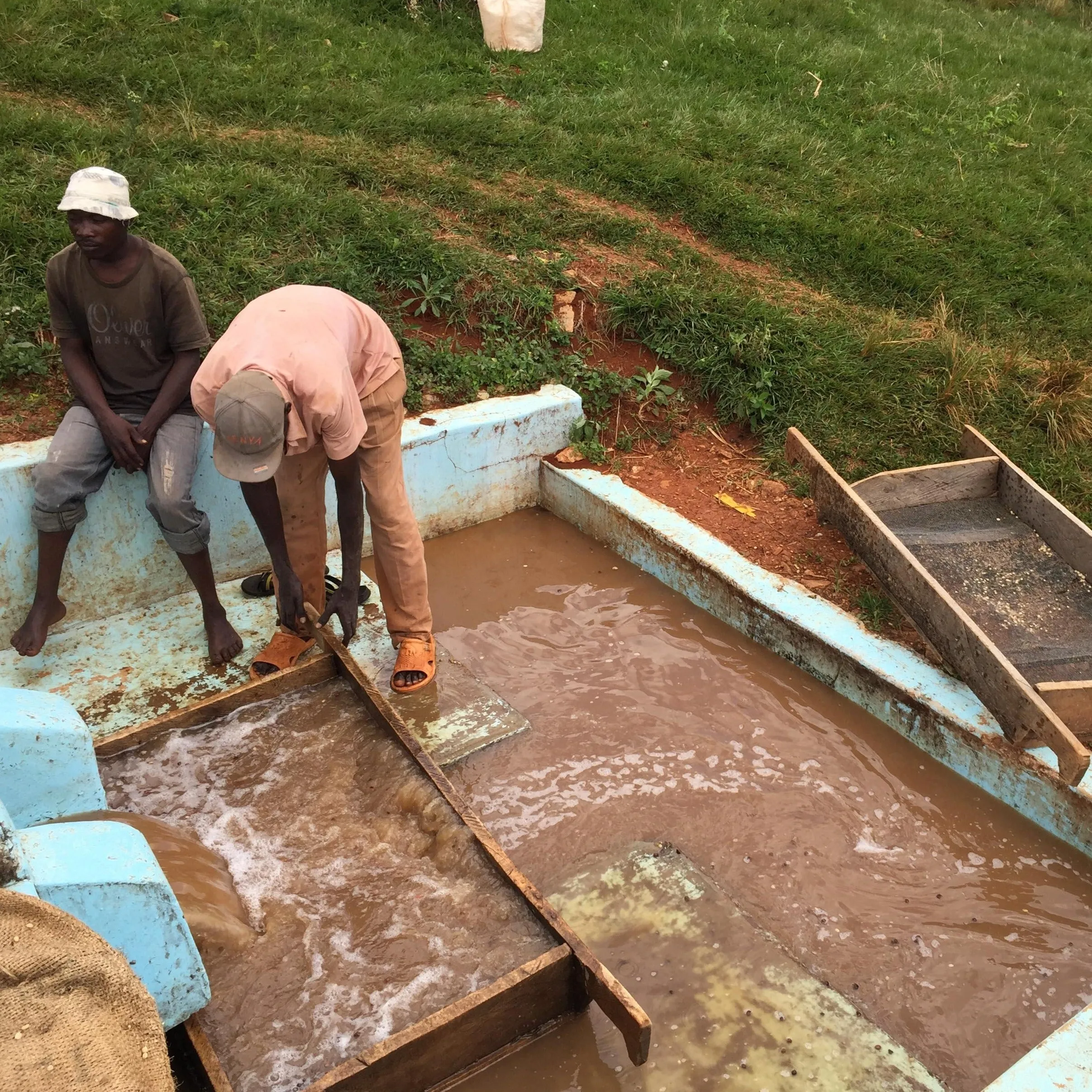 AA Wanjengi Farmers - Muranga