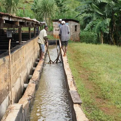 AA Wanjengi Farmers - Muranga