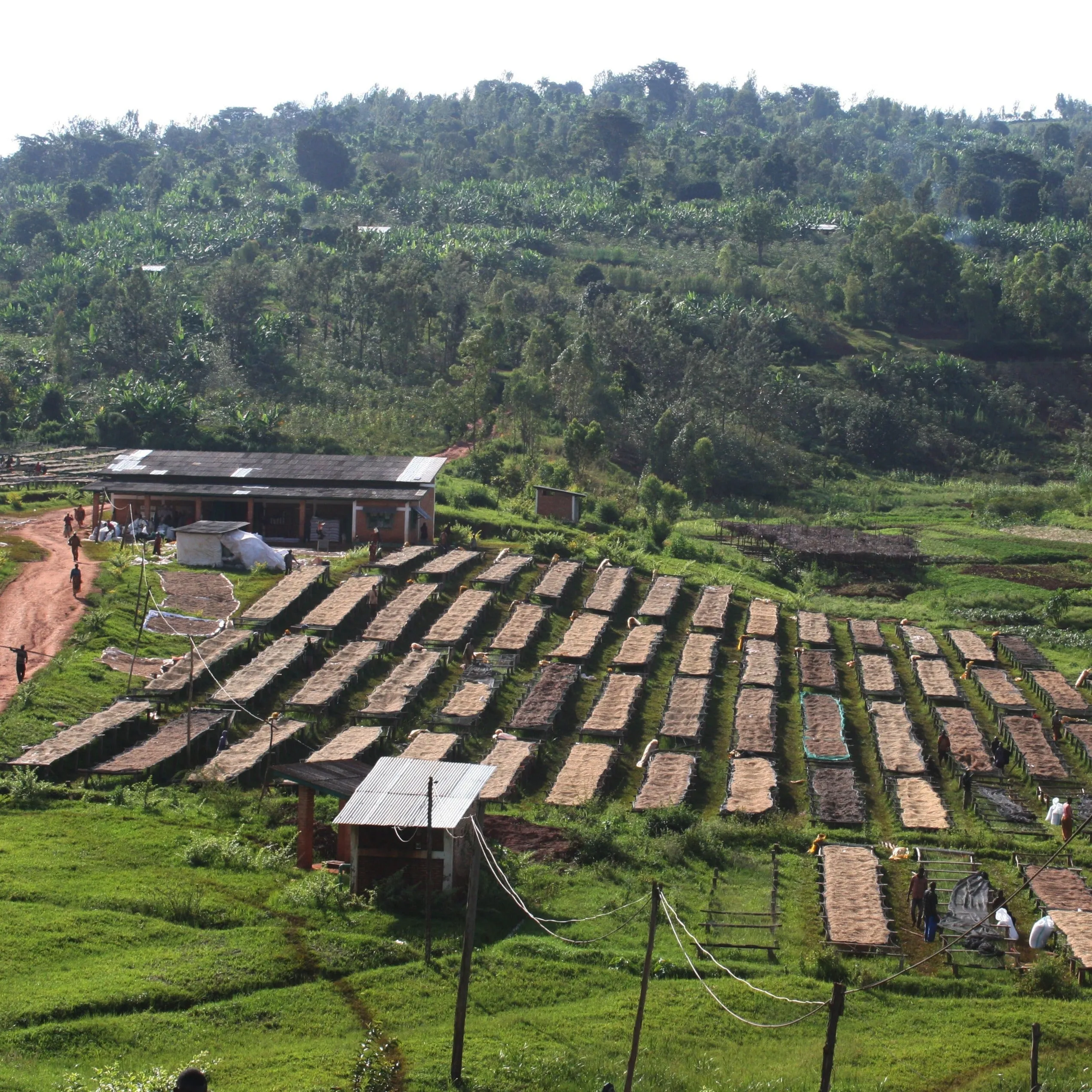 Njuriga Natural - Nyeri