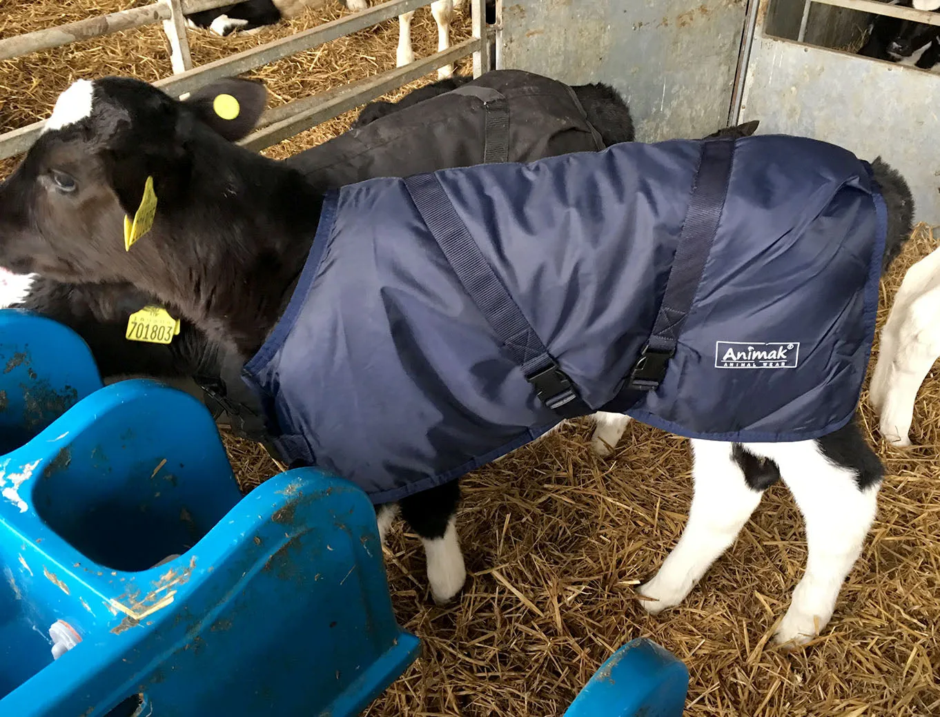 Regular Calf Coat