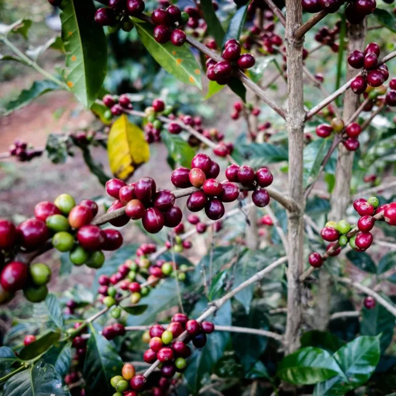 Wocho Sololo Anasora Natural, East Guji - December Special -